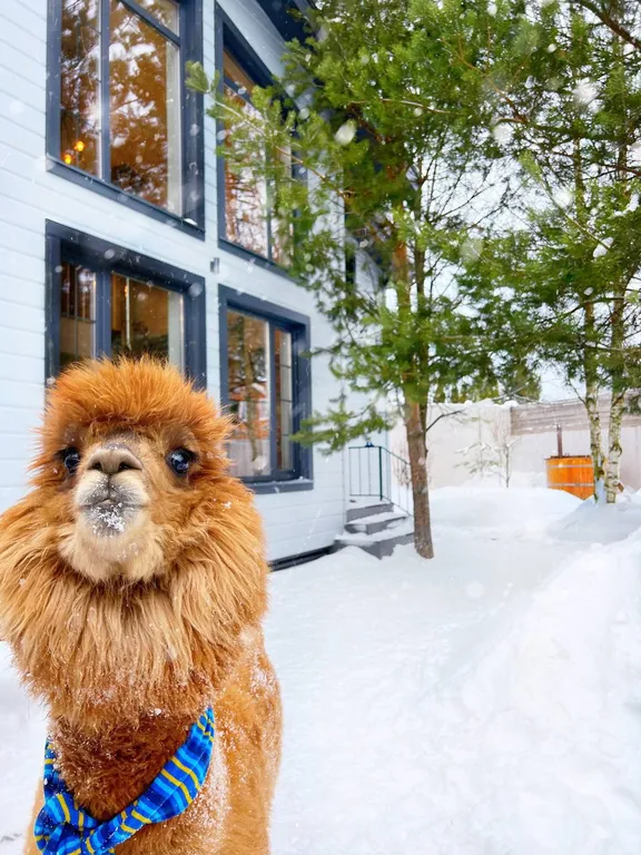 Втерем-ок уютный дом с баней на дровах и чаном, альпаки и лошадки