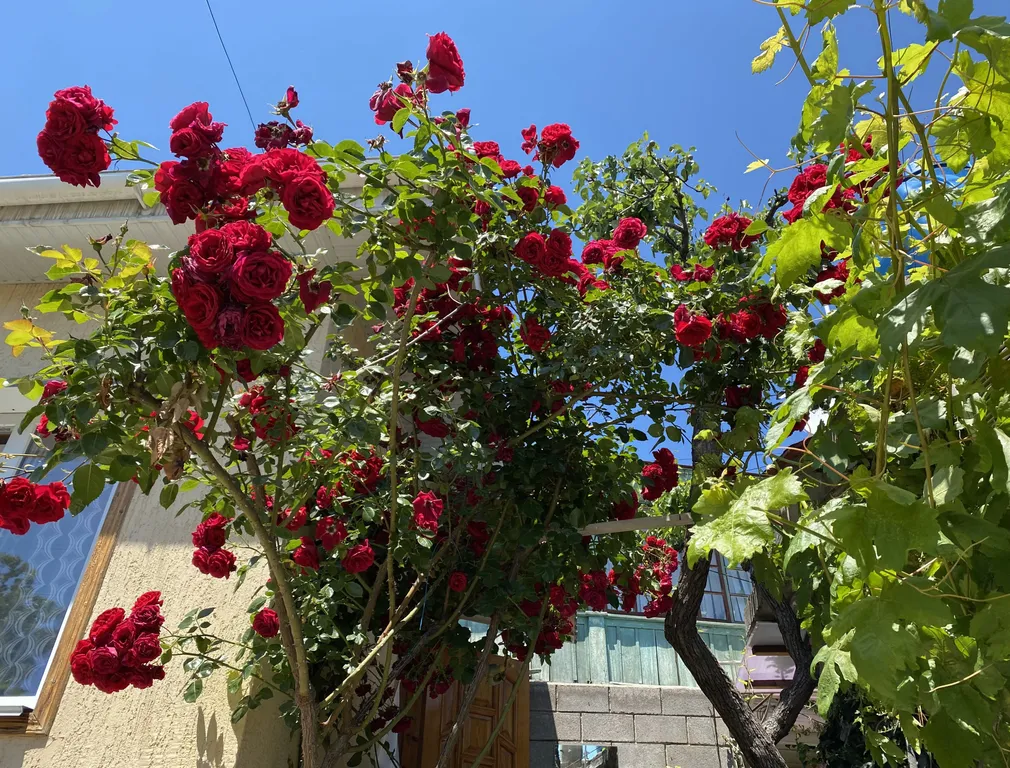 Апартаменты с личным двориком