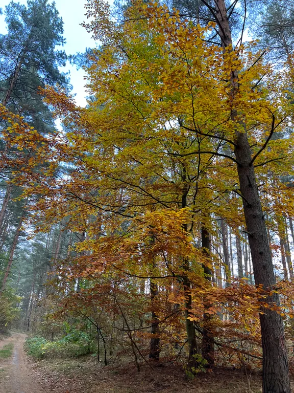 Коттедж Гостевой Дом Ветрово — Сосновка