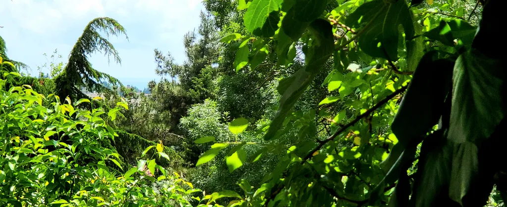 Инжировая Вилла