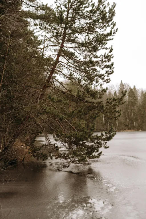 Коттедж Дом с видом на лес, сауной, 5 минут по лесной тропе до озера — Тосно