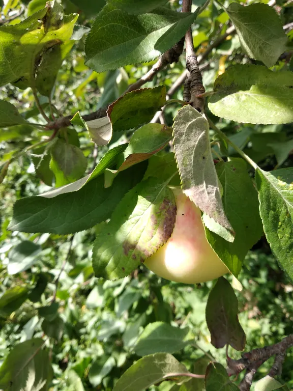 Дом для семейного отдыха с баней на дровах