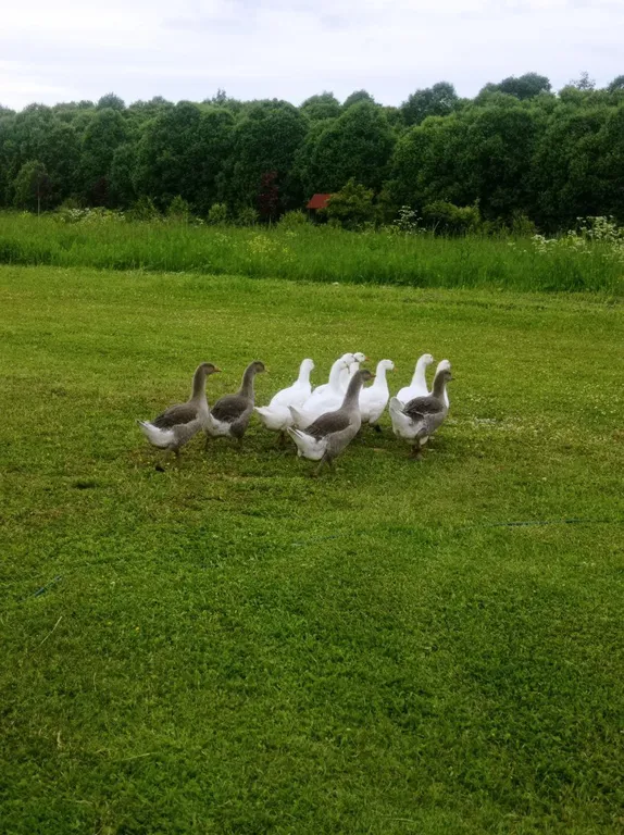 Коттедж Домик хоббита — Синковицы