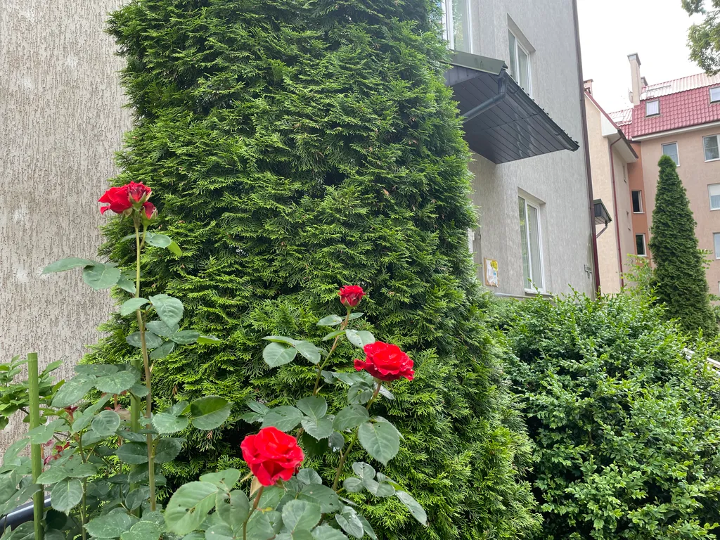 Квартира 2-комнатная Квартира — Светлогорск