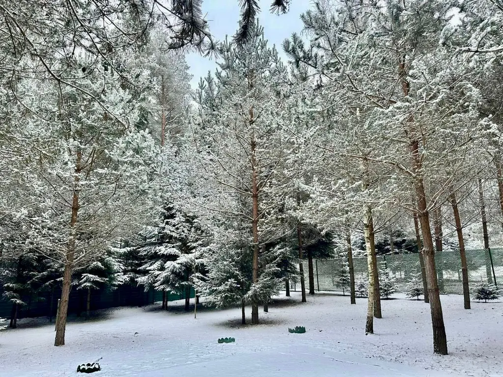 Уютный дом в лесу на 3 семьи