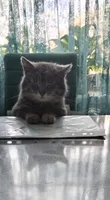 Диана