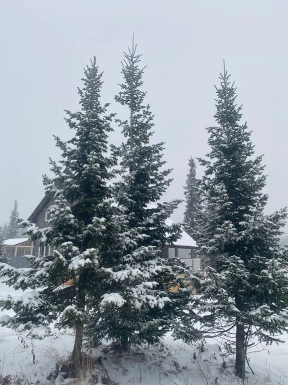 Новый современный дом