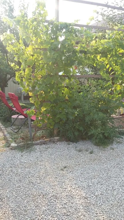 Квартира Комната — Витино