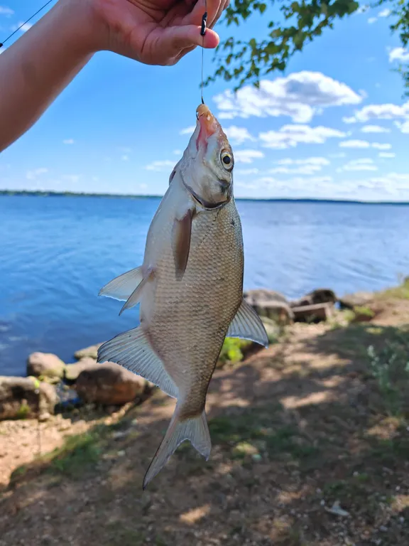 Коттедж Домик в лесу у озера Волго — Турбаза Чайка