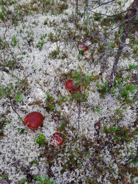 Домик для отдыха в Карелии