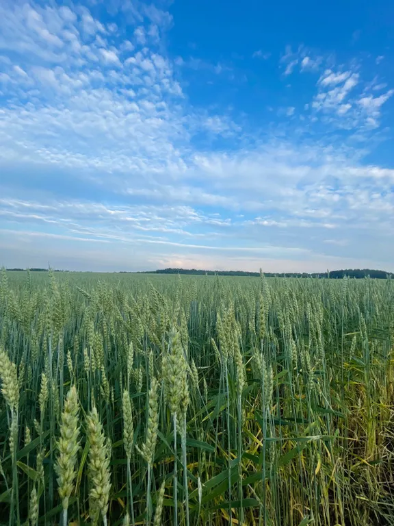 Домик в Поместье №1