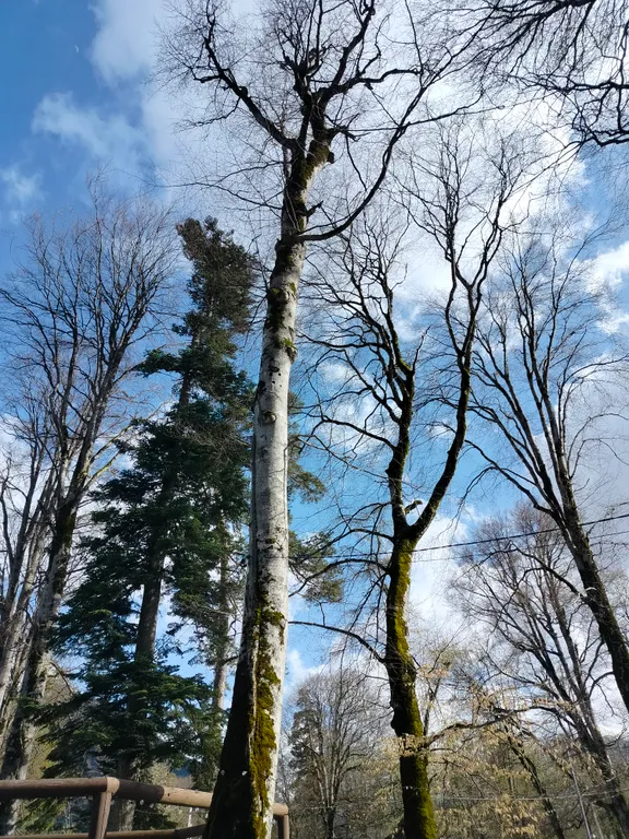 Коттедж Коттедж Юрта в горах — Архыз