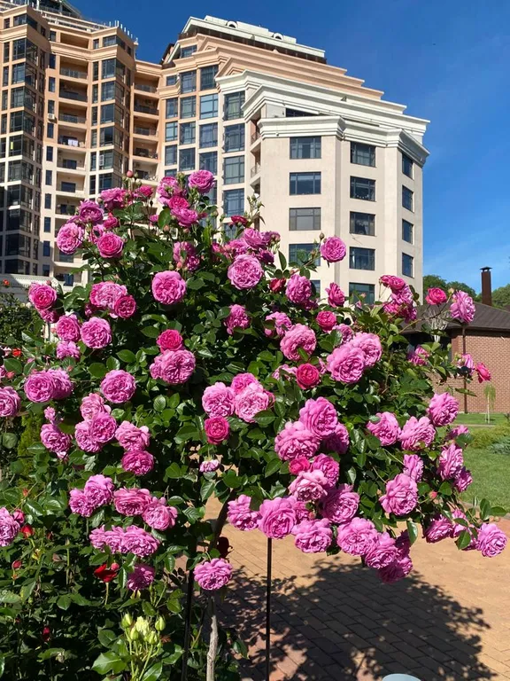 Квартира с великолепным видом в ЖК Грин Парк