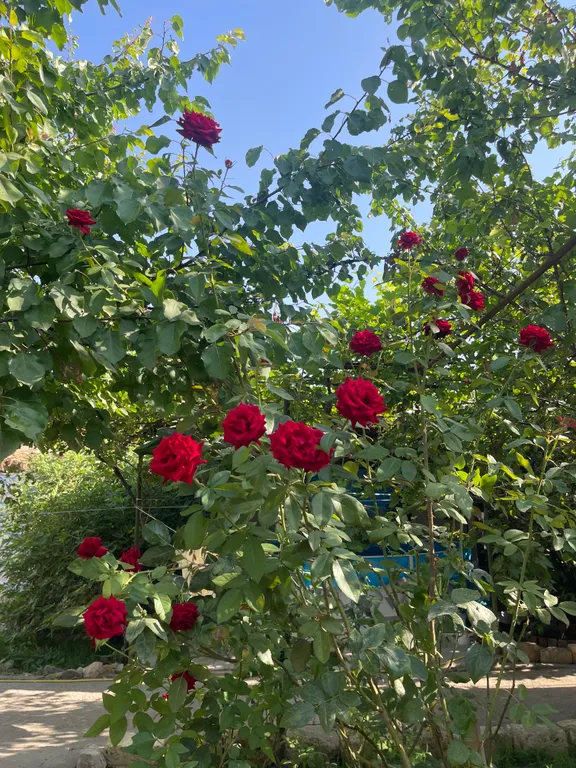 Частный дом.Участок 5 соток.Без соседей.В пешей доступности от моря