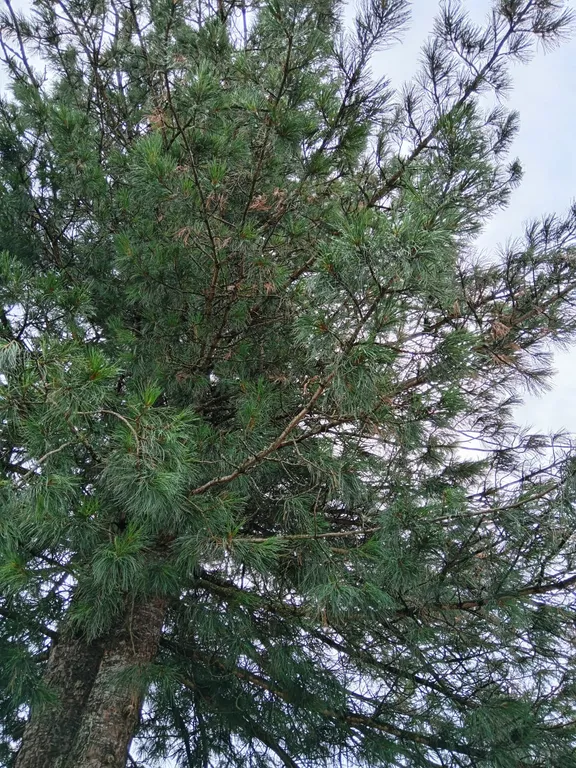 Гостевой дом Белый олень на Телецком озере