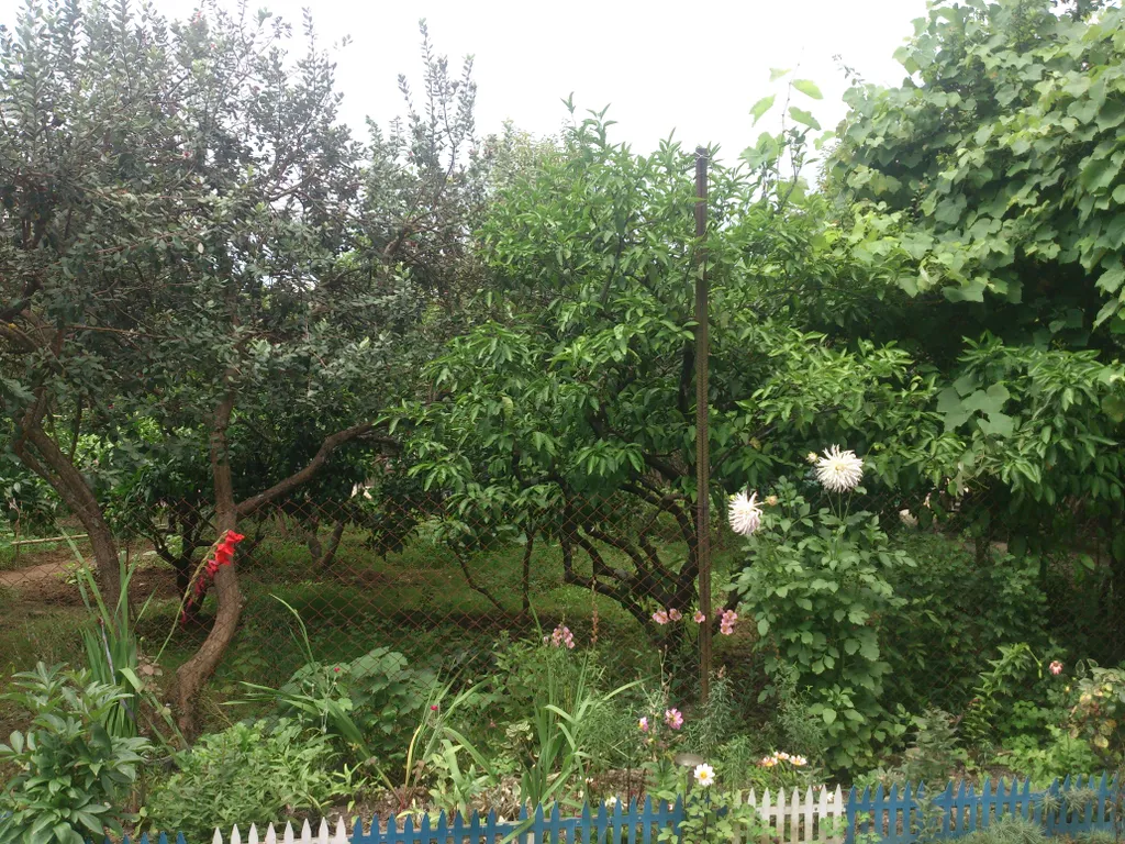 1 местный номер во дворе