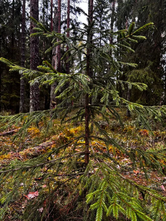 Коттедж Ладожские дюны, комфортный дом с панорамными окнами до 7-ми гостей — Ларионово