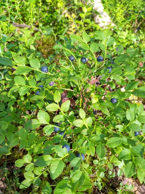 Дом на берегу протоки, ведущей в Вышневолоцкое водохранилище