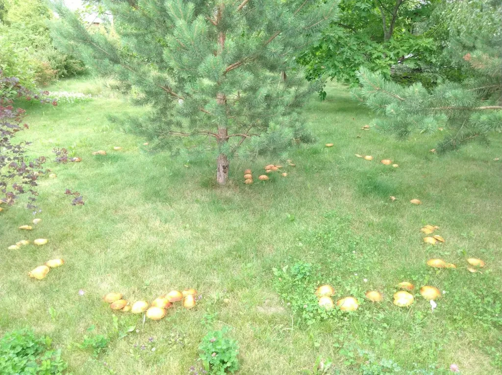 Эколофт с теннисным кортом недалеко от реки Москвы с сауной, камином