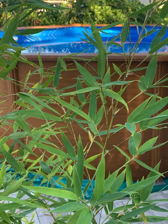 Коттедж Дом со своим бассейном в центре п. Лазаревское — Лазаревское