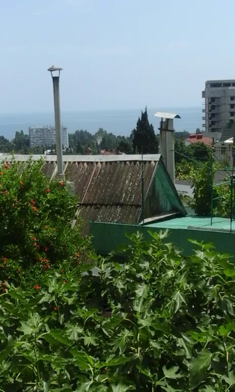 Дом с гранатовым деревом