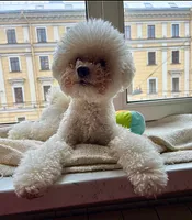 Владимир