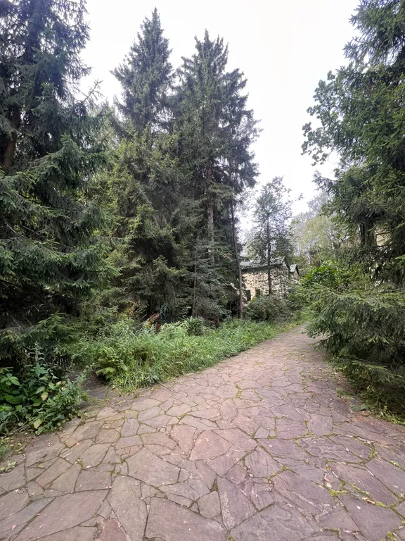 Усадьба в хвойном лесу