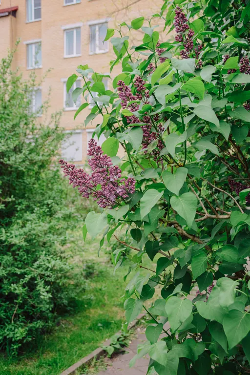 3 комнатный Апартамент Морской