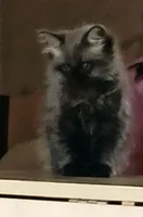 Маргарита