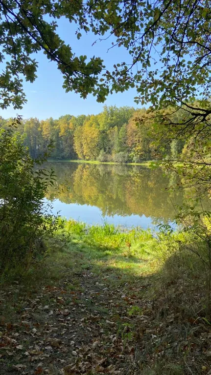 Дом в лесу у залива