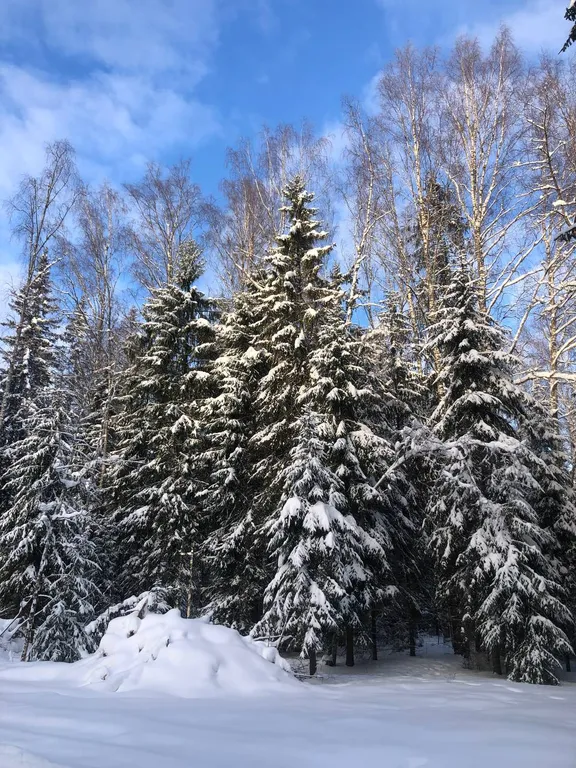 Уютный домик в лесу