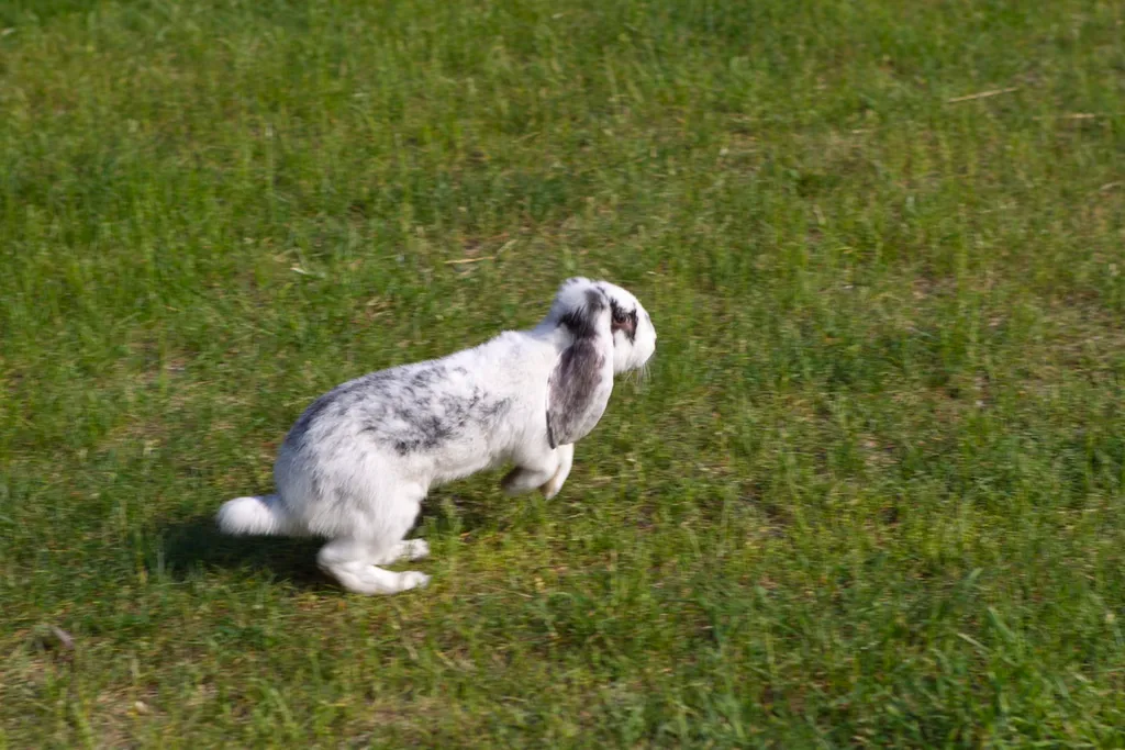 Вилла в Беларуси на озере Мядель