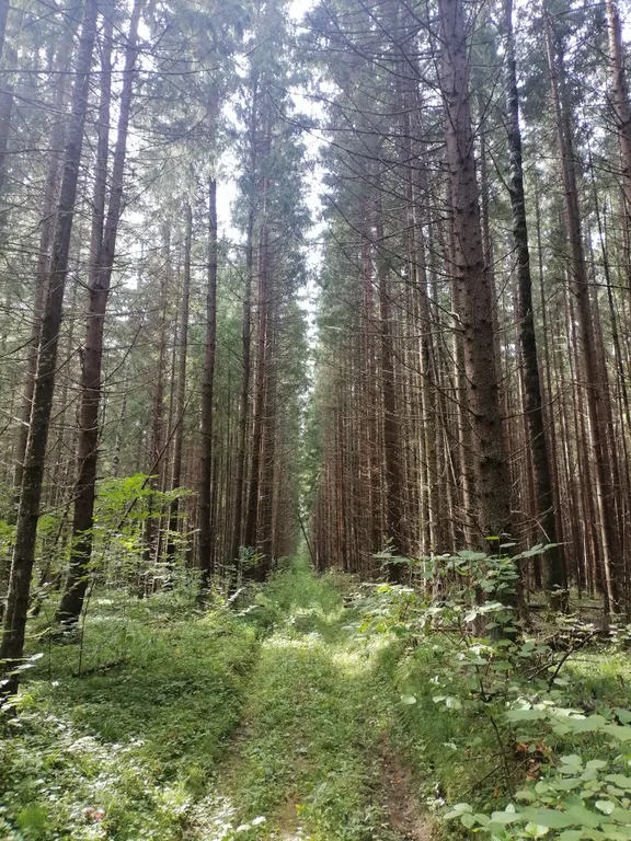 Домик в деревне