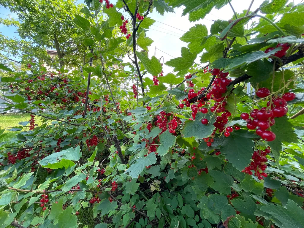 Коттедж с бассейном