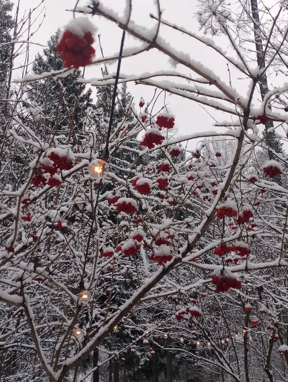 Дом с ванной у панорамных окон и высокой террасой в лесу