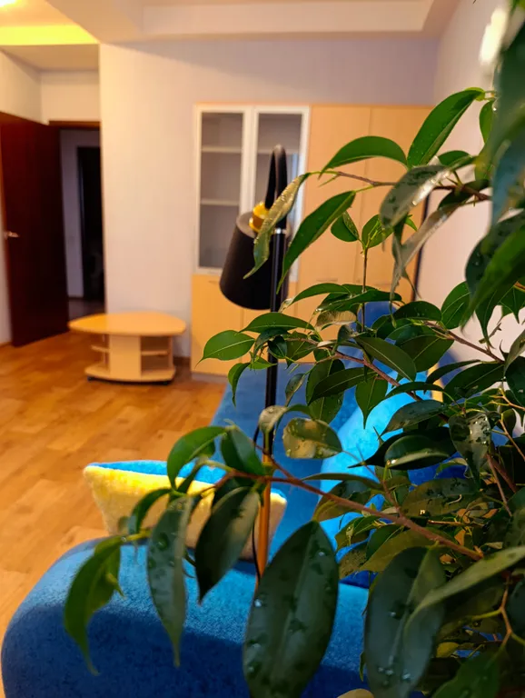 Квартира с видом на мост Дружбы