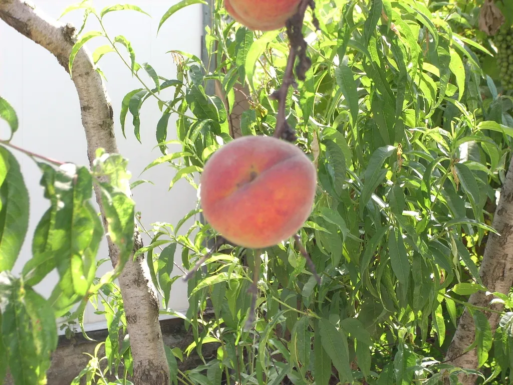 Дом с садом, частный сектор