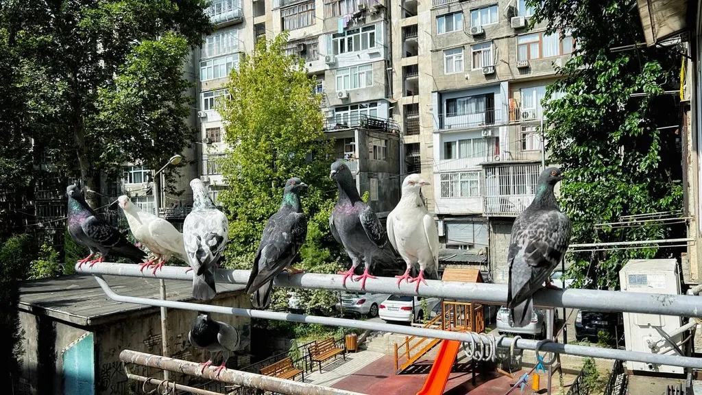 Квартира в центре Тбилиси — рядом с Пекини, метро и своей парковкой