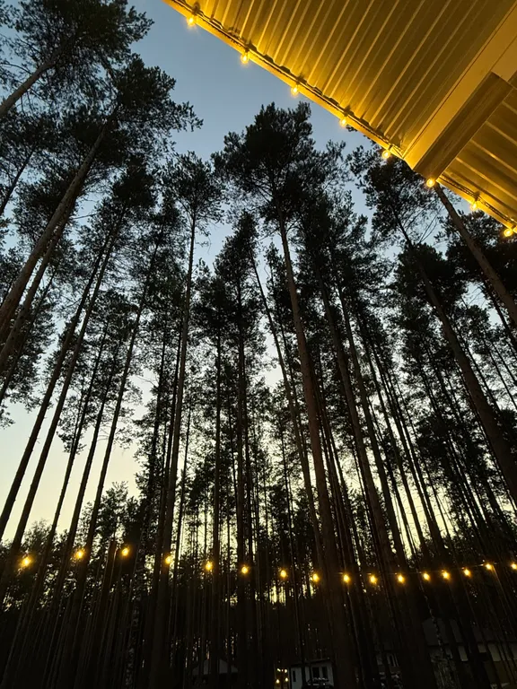 Белый дом и сосны