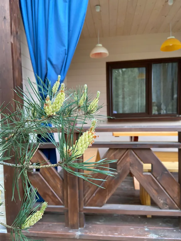 Дом в окружении соснового леса