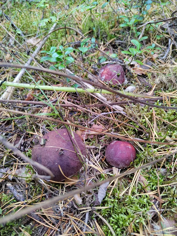 Дом на горе с камином и сауной