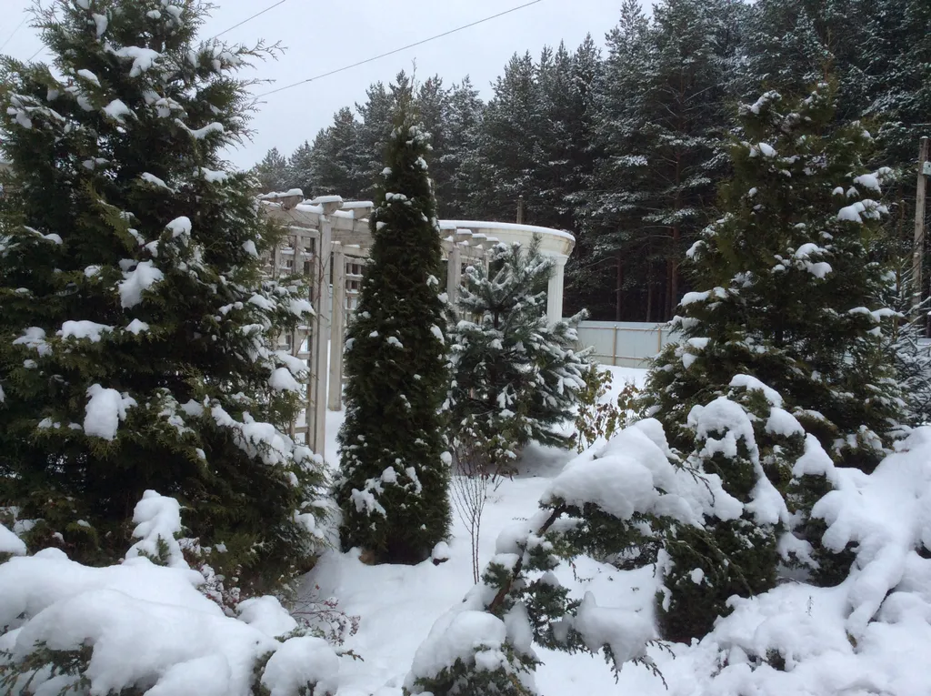 Дом в сосновом бору