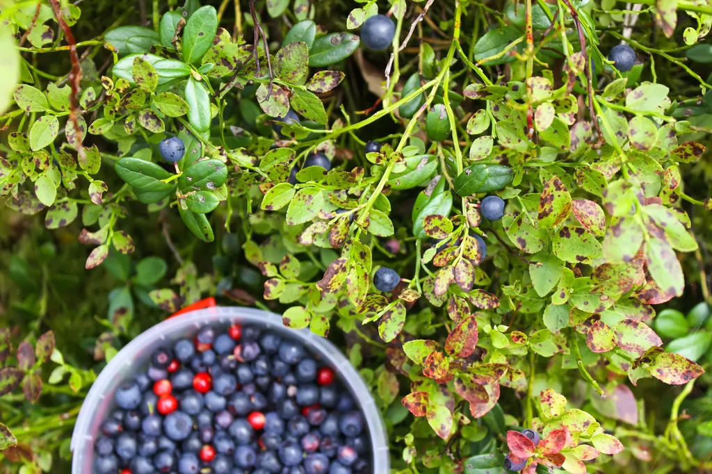 Коттедж Домик в Снетково у озера — Ларионово