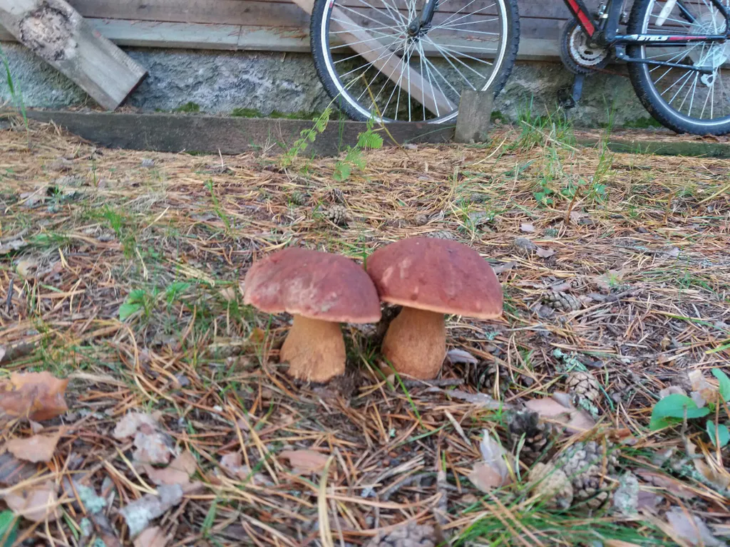 Дом на реке Молога