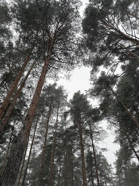 Апартамент в сосновом лесу