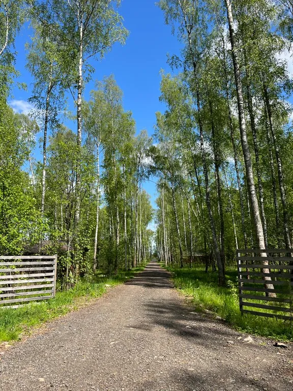 Шале в лесу в Подмосковье со всеми удобствами