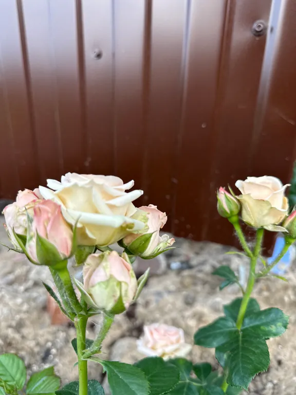 Коттедж Уютный дом Ladoga — Санкт-Петербург