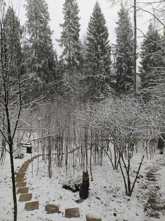 Дом с ванной у панорамных окон и высокой террасой в лесу
