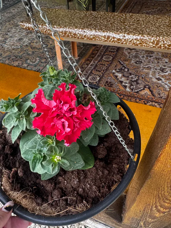 Коттедж Дом для отдыха и релакса — Санкт-Петербург