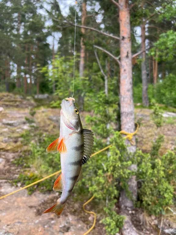 Гостевой дом с сауной и купелью на берегу Ладожского озера